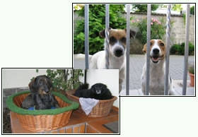 Hunde Lord und Lili und Dackel Max und Katze Betti